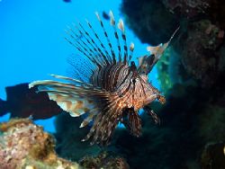 Lionfish taken at Marsa Bareika with E300. by Nikki Van Veelen 